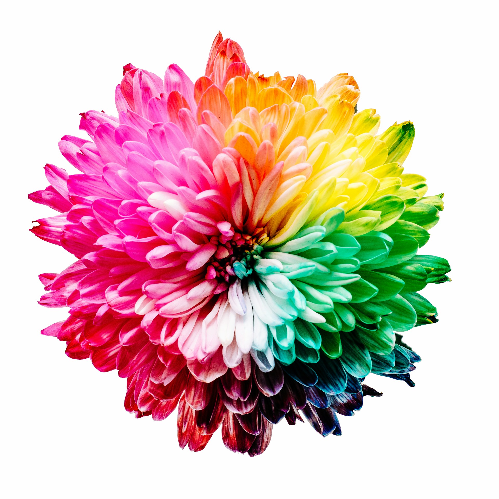 a colorful flower